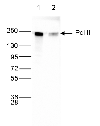 Western blot