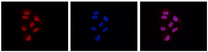Immunofluorescence