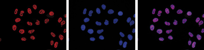 Immunofluorescence