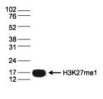 Western blot