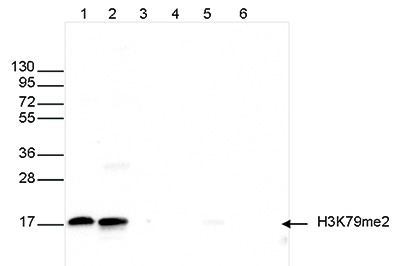 Western blot