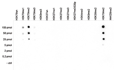 Dot Blot