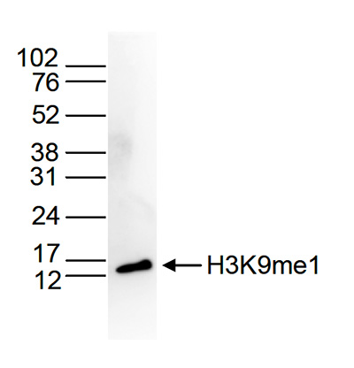 Western blot