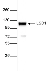 Western blot