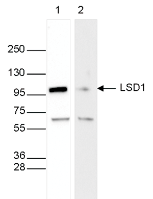 Immunofluorescence