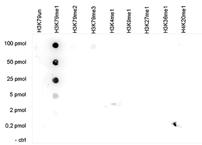 H3K79me1 Antibody Dot Blot validation