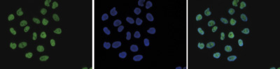 H4K8ac Antibody validated in Immunofluorescence
