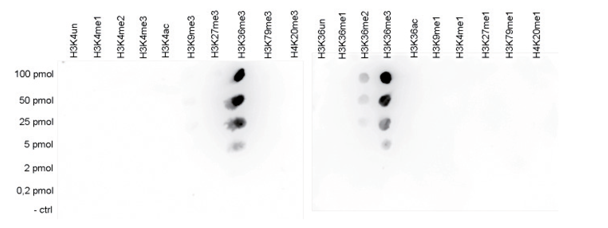 Dot blot