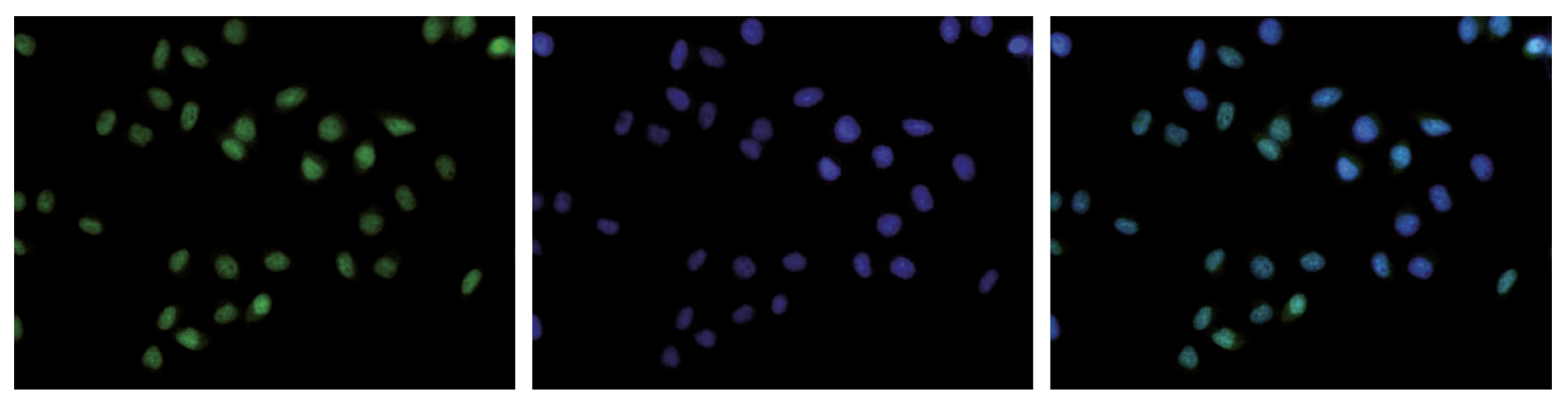 Immunofluorescence