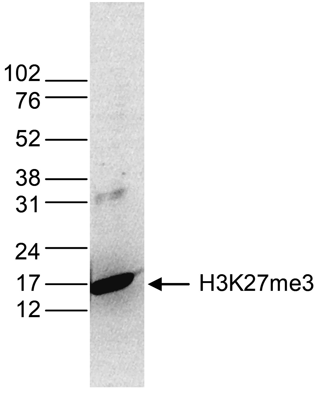 H3K27me3 Antibody validated in Western Blot