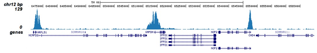 H3K9/14ac Antibody for ChIP-seq