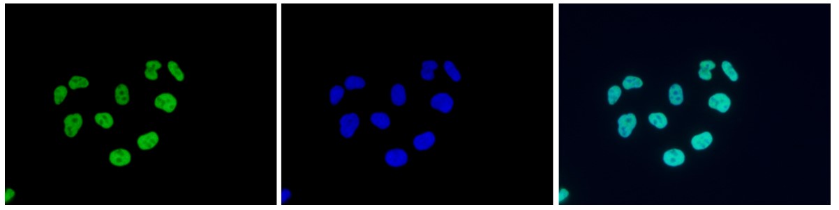 H3K9/14ac Antibody validated in Immunofluorescence